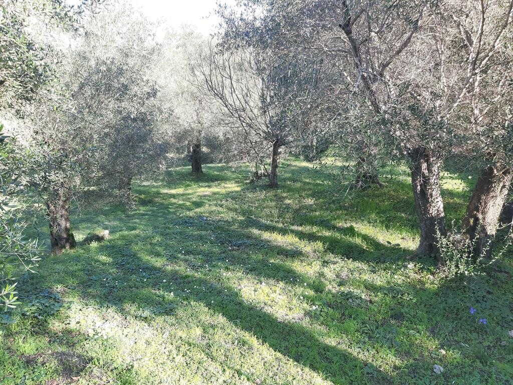 Земля на Корфу, Греция, 7 000 м² - фото 4