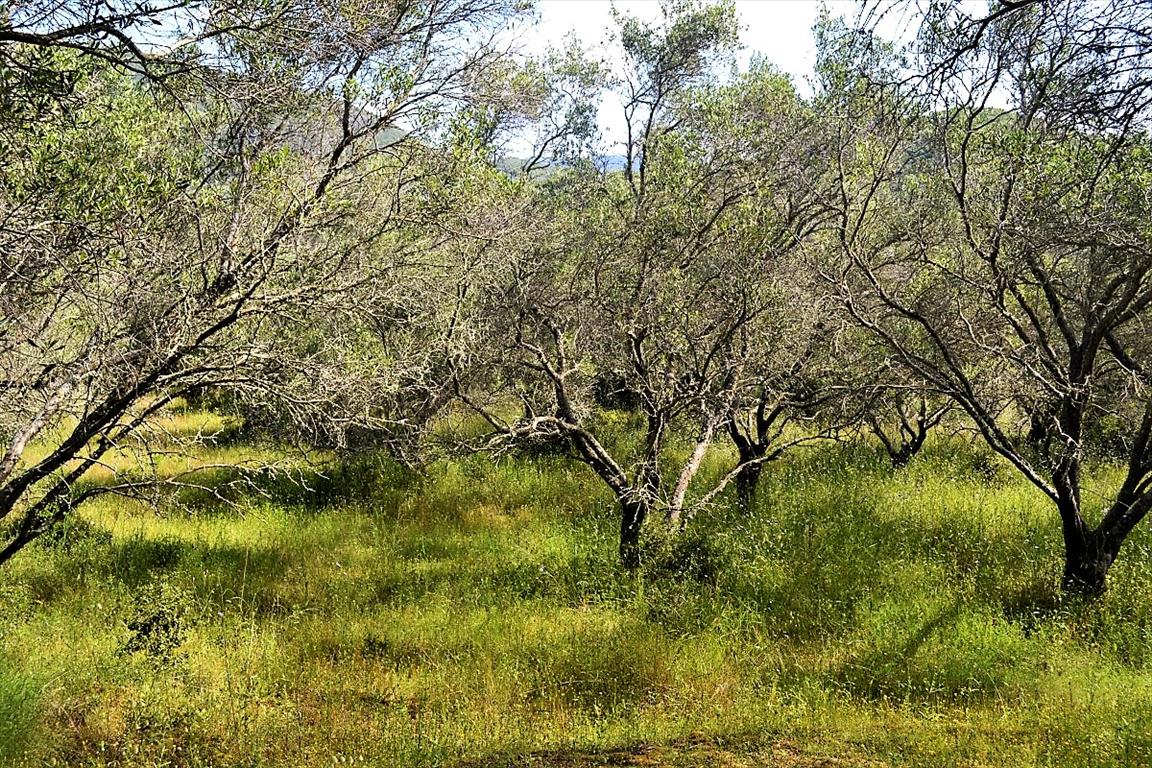 Земля на Корфу, Греция, 12 000 м² - фото 4