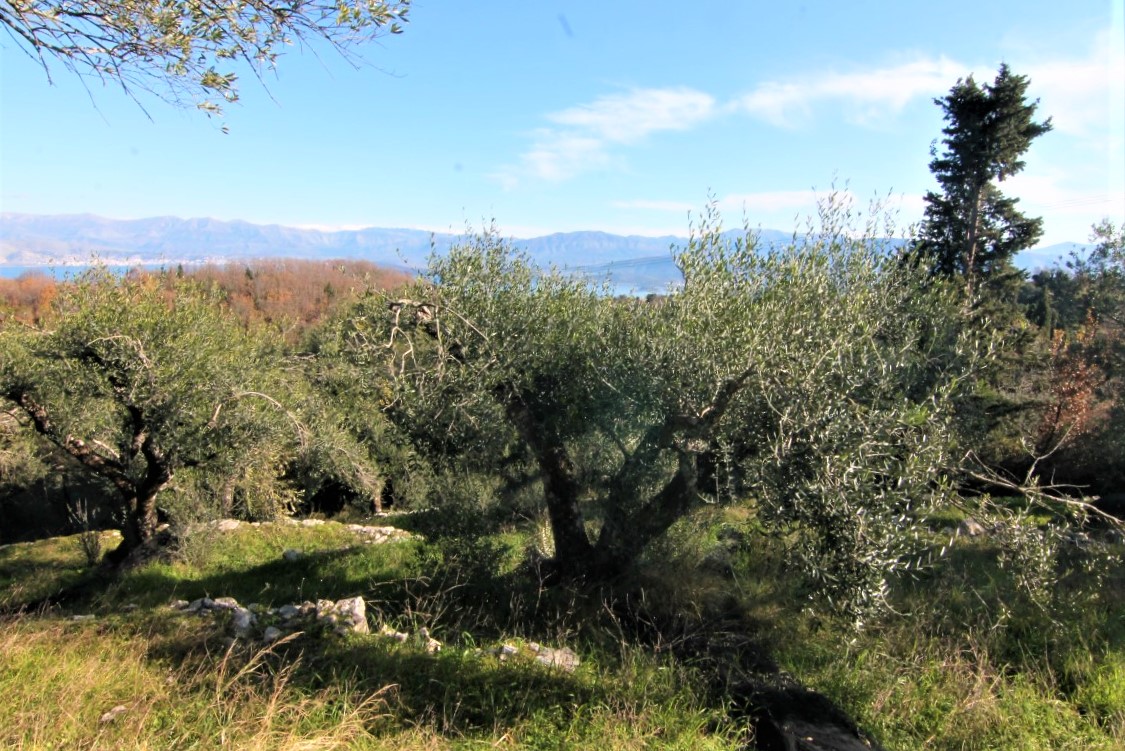 Земля на Корфу, Греция, 6 000 м² - фото 4