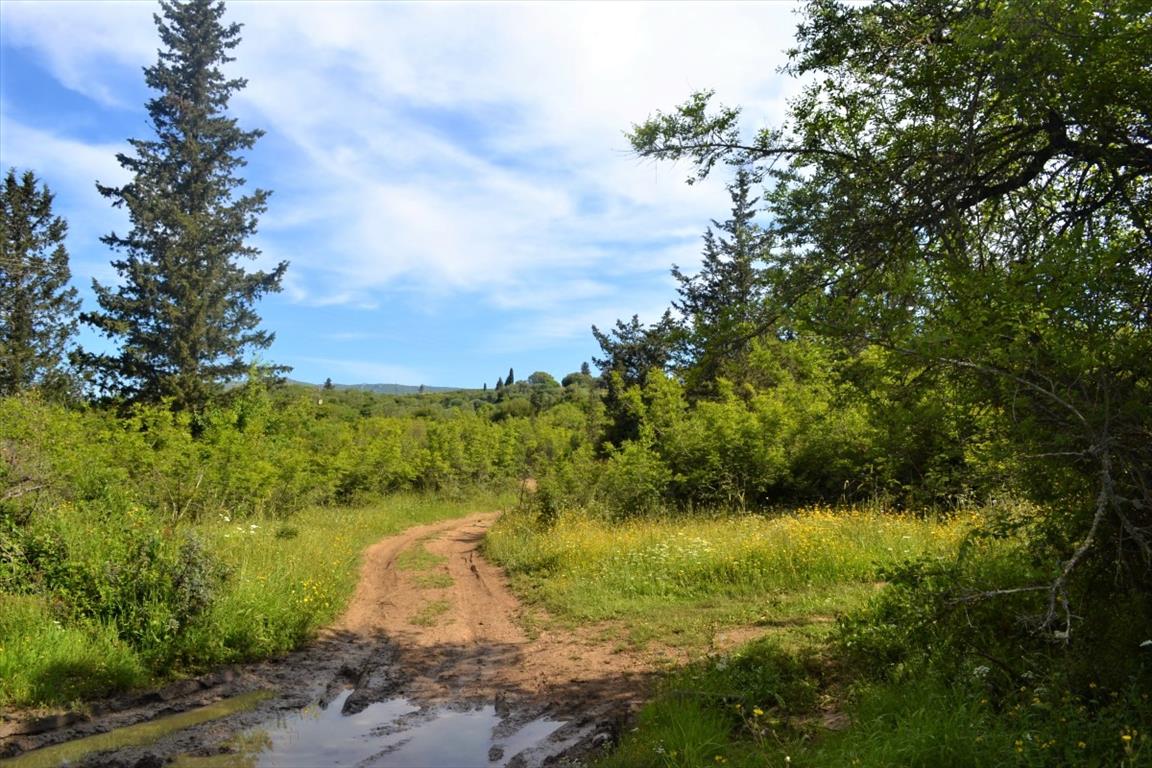 Земля на Корфу, Греция, 72 000 м² - фото 5