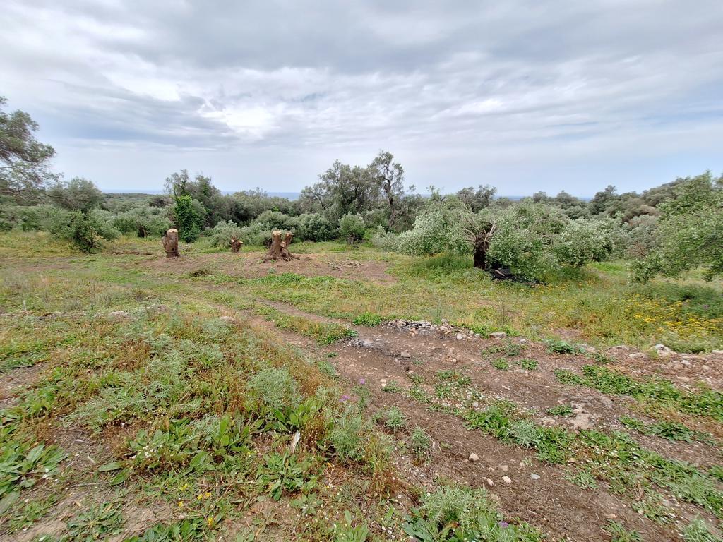 Земля на Корфу, Греция, 7 000 м² - фото 5