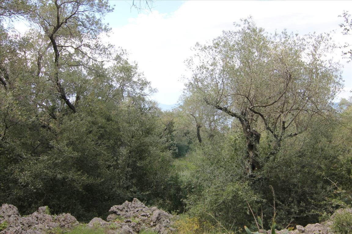 Земля на Корфу, Греция, 8 000 м² - фото 5