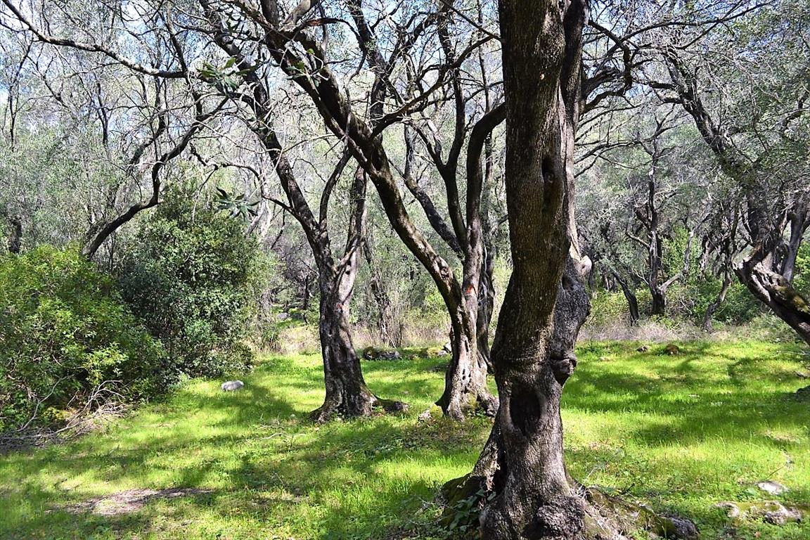 Земля на Корфу, Греция, 4 000 м² - фото 5