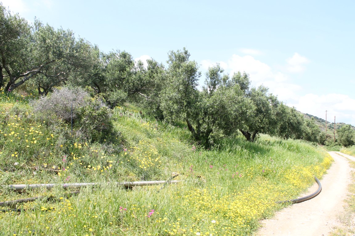 Земля в Ираклионе, Греция, 6 890 м² - фото 5