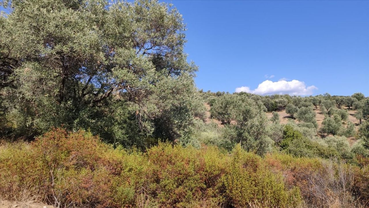 Земля на Халкидиках, Греция, 12 750 м² - фото 5