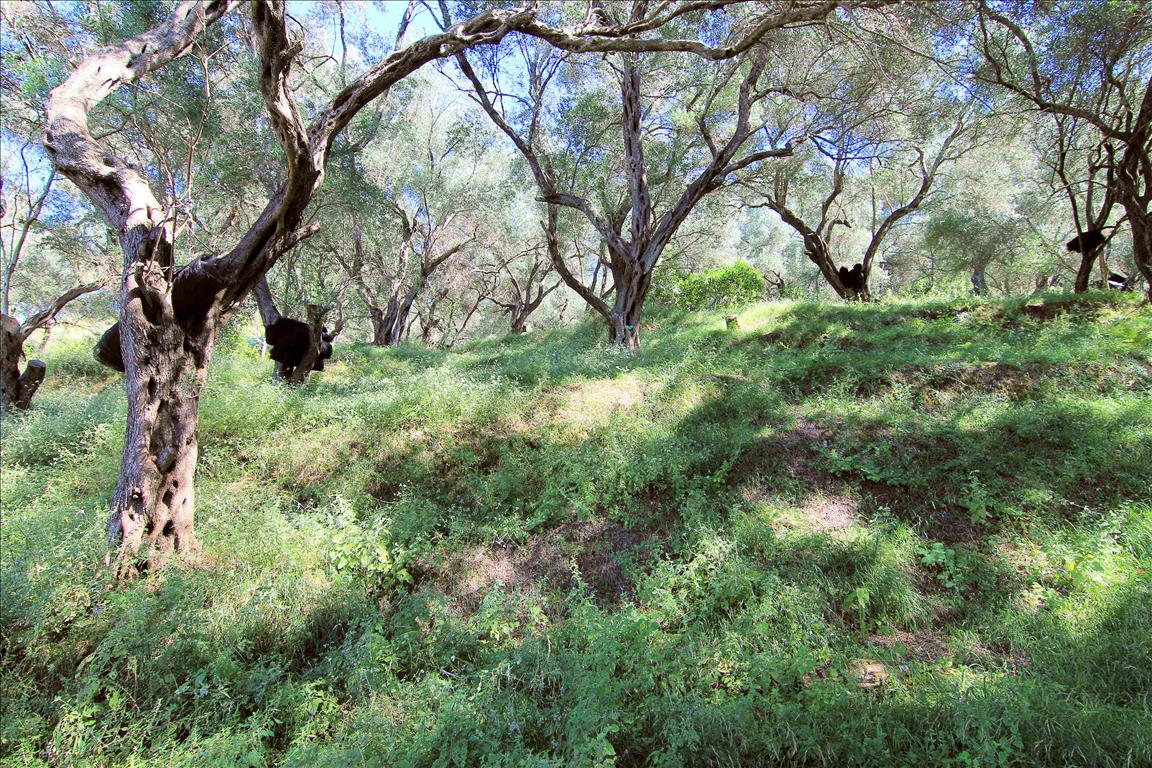 Земля на Корфу, Греция, 10 000 м² - фото 5