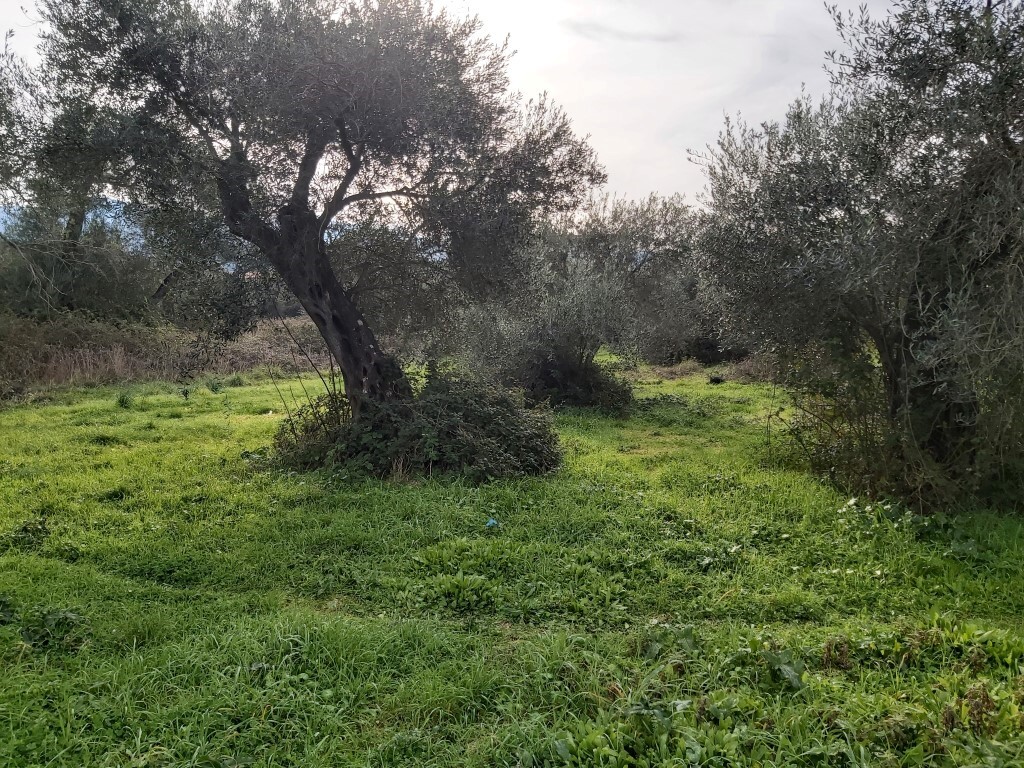 Земля на Корфу, Греция, 2 307 м² - фото 5