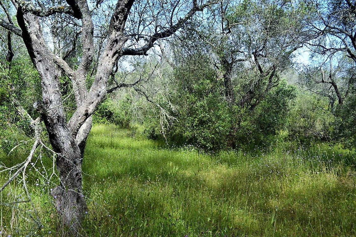 Земля на Корфу, Греция, 12 000 м² - фото 5