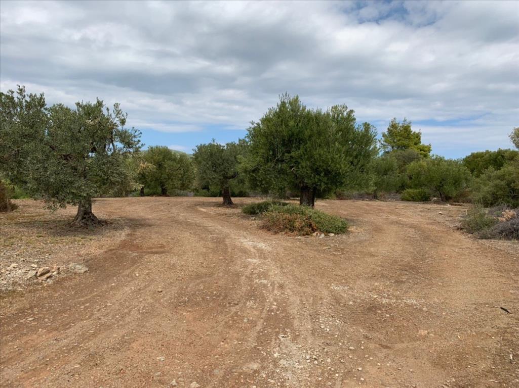 Земля в Ситонии, Греция, 12 458 м² - фото 5