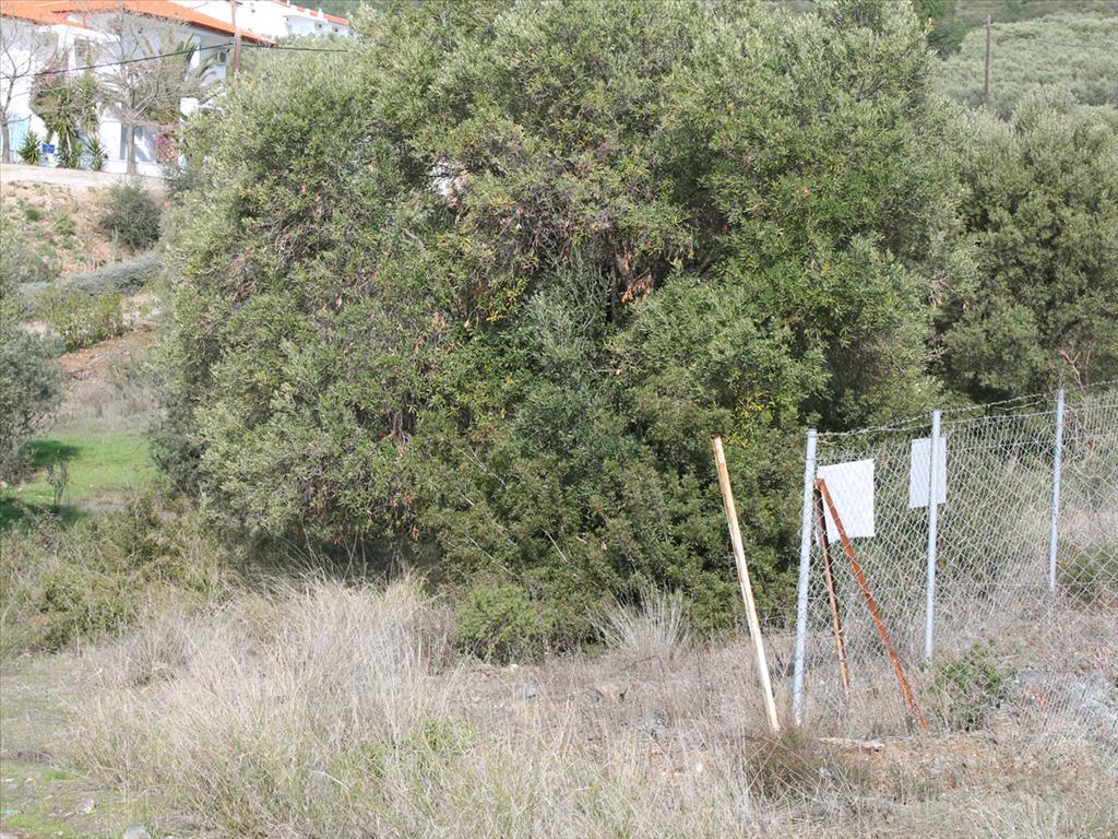 Земля в Ситонии, Греция, 13 244 м² - фото 5