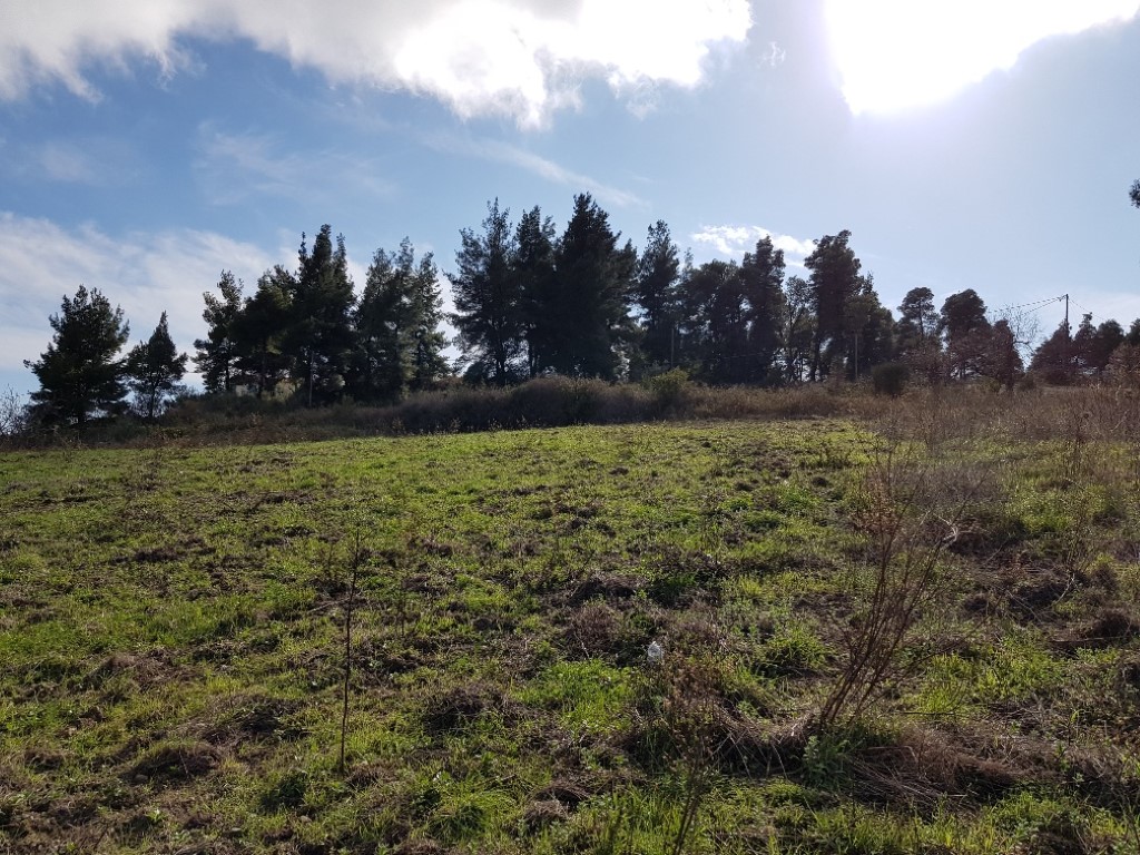 Земля на Кассандре, Греция, 1 912 м² - фото 5