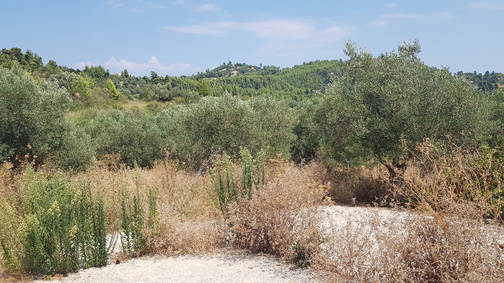 Земля на Кассандре, Греция, 3 255 м² - фото 5