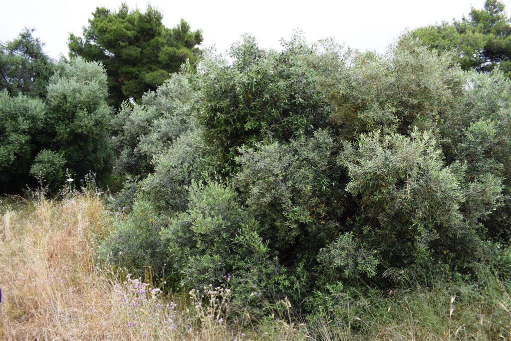 Земля в Ираклионе, Греция, 392 м² - фото 5