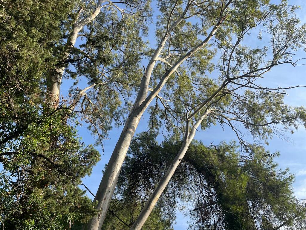 Земля на Корфу, Греция, 3 321 м² - фото 5