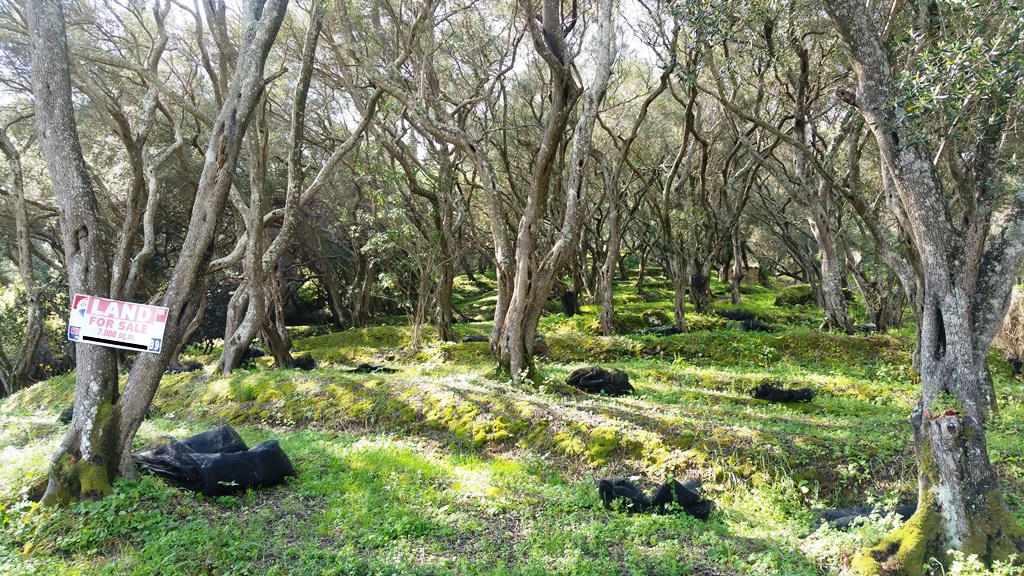 Земля на Корфу, Греция, 7 000 м² - фото 5