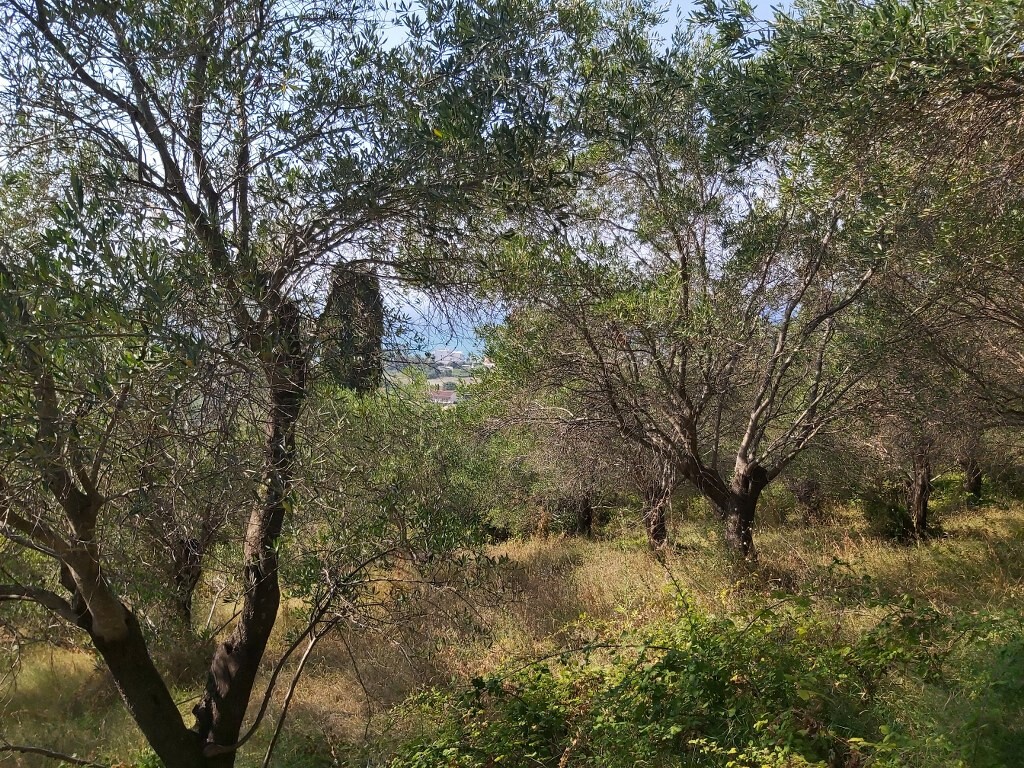 Земля на Корфу, Греция, 4 500 м² - фото 5