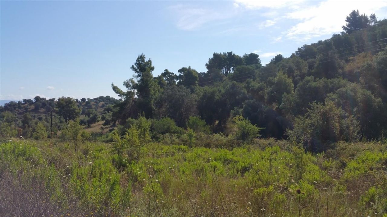 Земля на Кассандре, Греция, 9 000 м² - фото 5