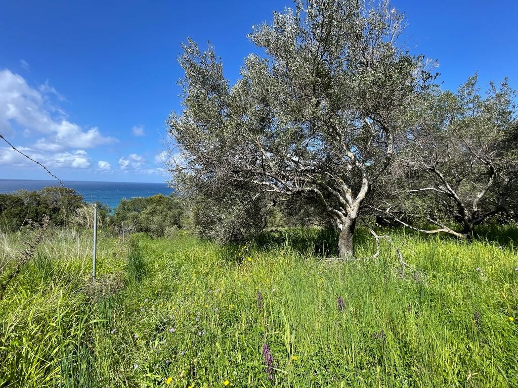 Земля на Корфу, Греция, 9 150 м² - фото 5