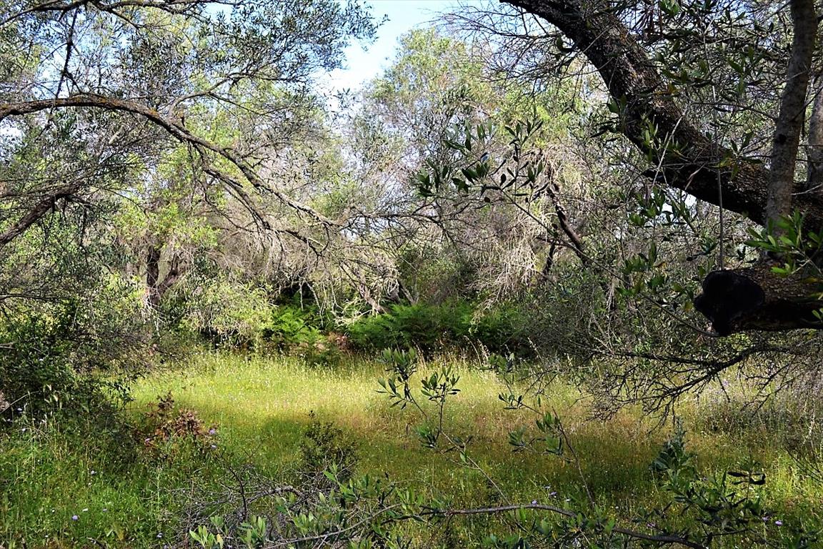 Земля на Корфу, Греция, 12 000 м² - фото 6