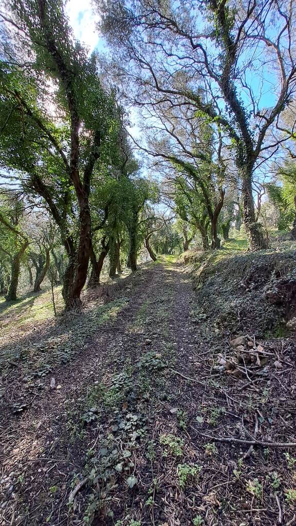 Земля на Корфу, Греция, 95 095 м² - фото 6