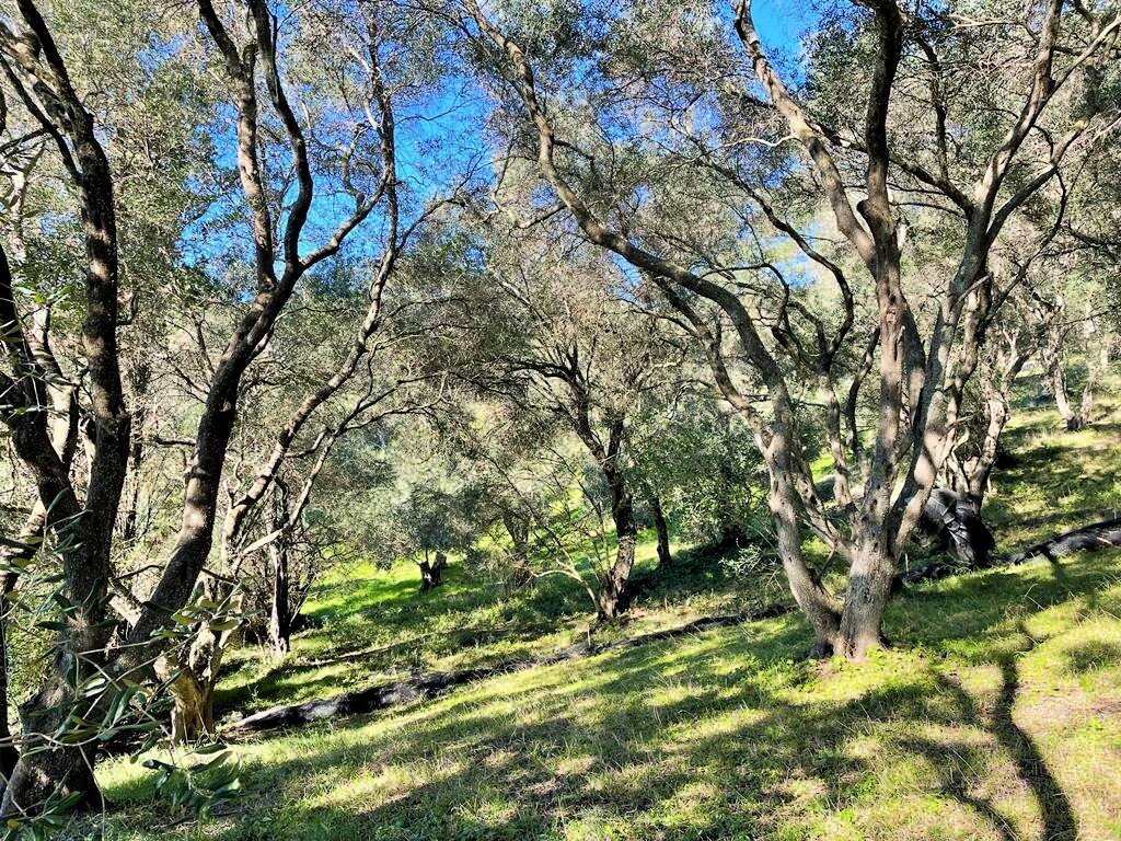 Земля на Корфу, Греция, 35 000 м² - фото 6