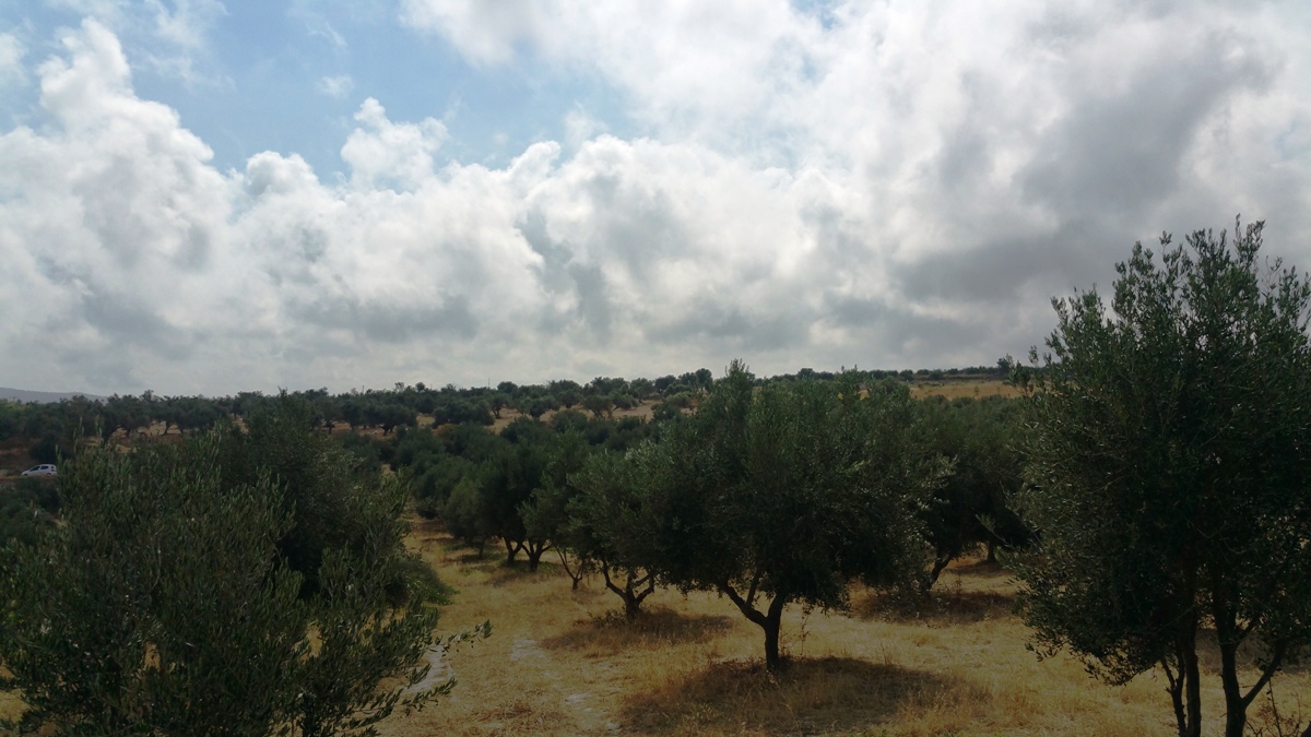 Земля в Ираклионе, Греция, 20 000 м² - фото 6