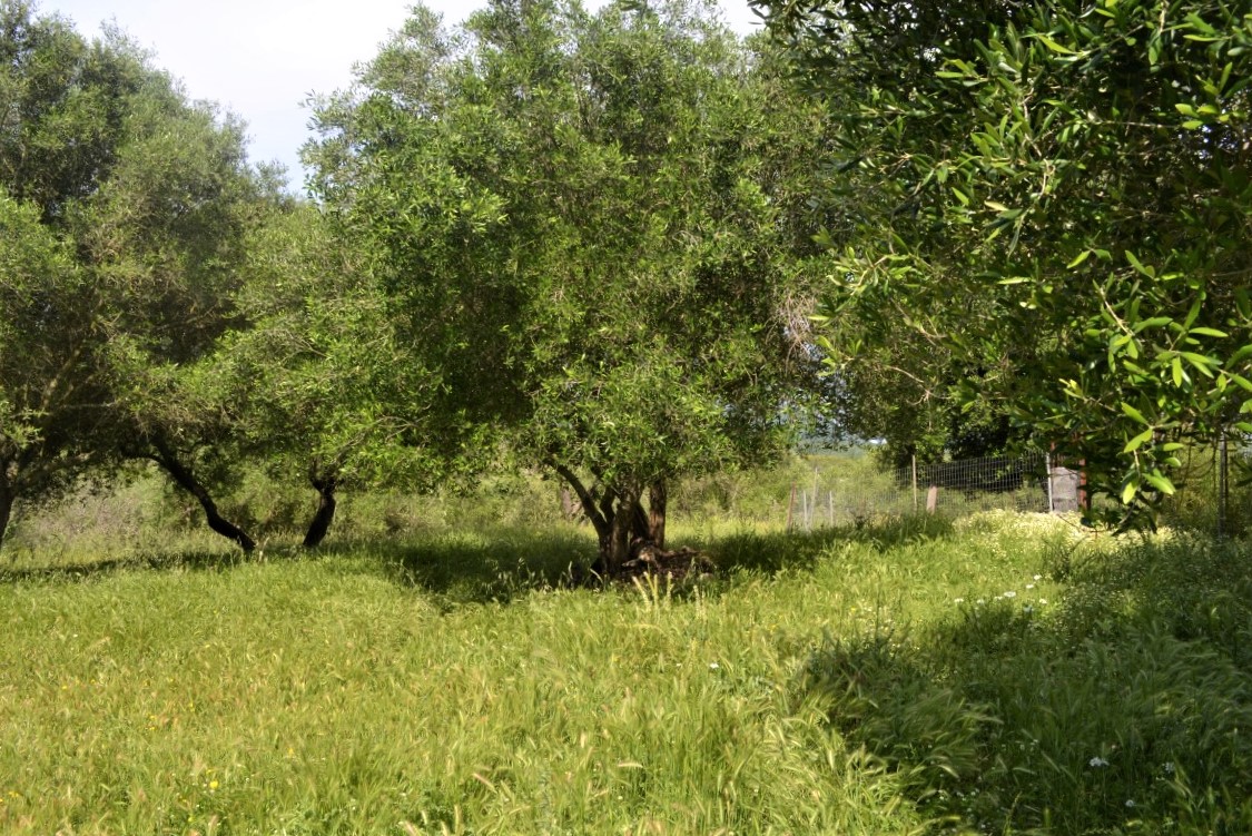 Земля на Корфу, Греция, 12 044 м² - фото 6