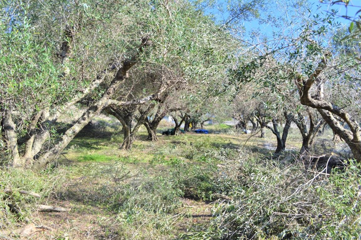 Земля на Корфу, Греция, 8 841 м² - фото 6