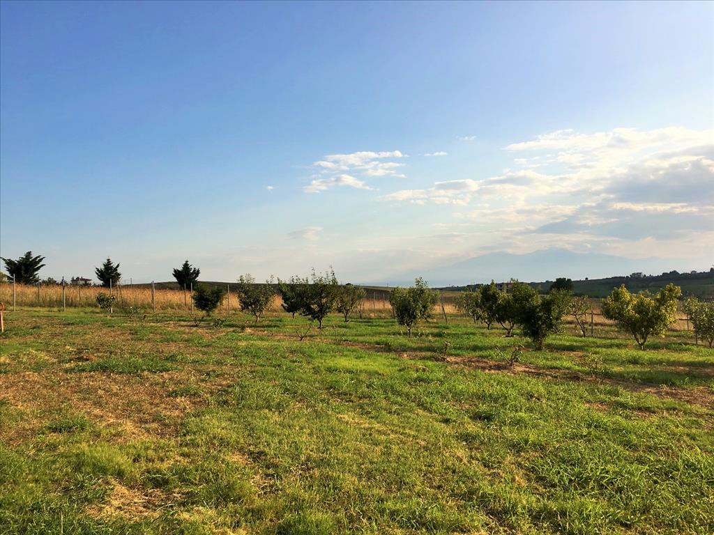 Дом в Салониках, Греция, 410 м² - фото 6