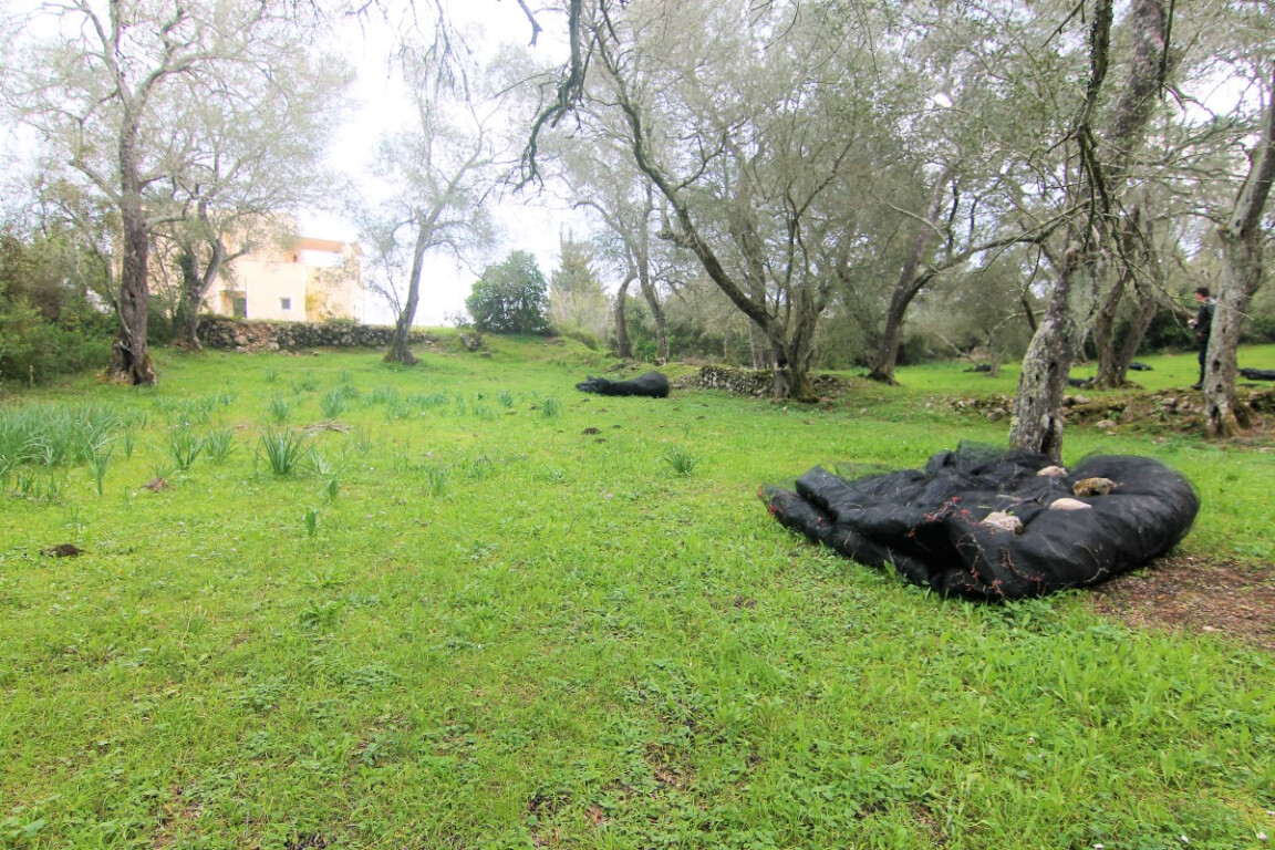 Земля на Корфу, Греция, 4 216 м² - фото 6