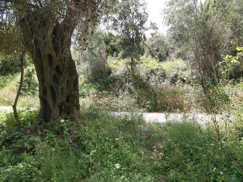 Земля на Корфу, Греция, 700 м² - фото 6