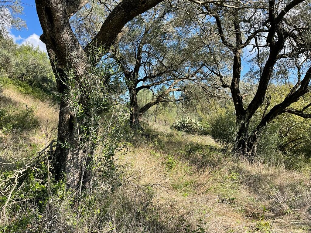 Земля на Корфу, Греция, 5 500 м² - фото 6