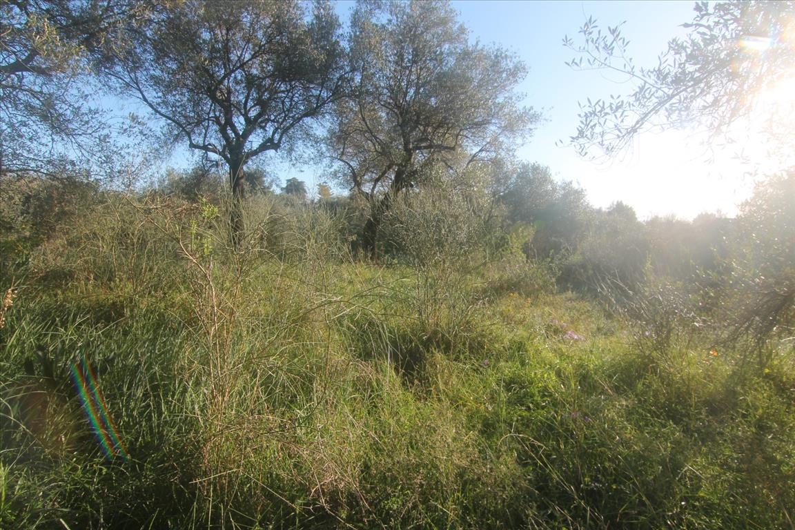 Земля на Корфу, Греция, 4 131 м² - фото 6