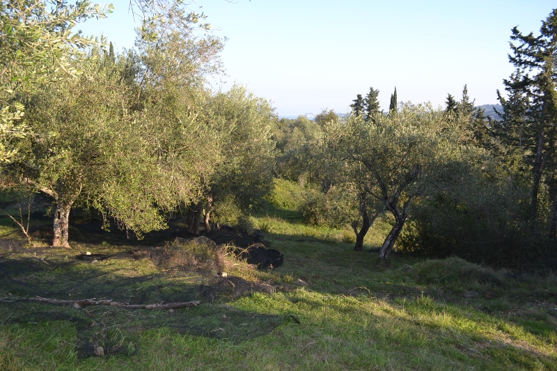 Земля на Корфу, Греция, 8 253 м² - фото 6