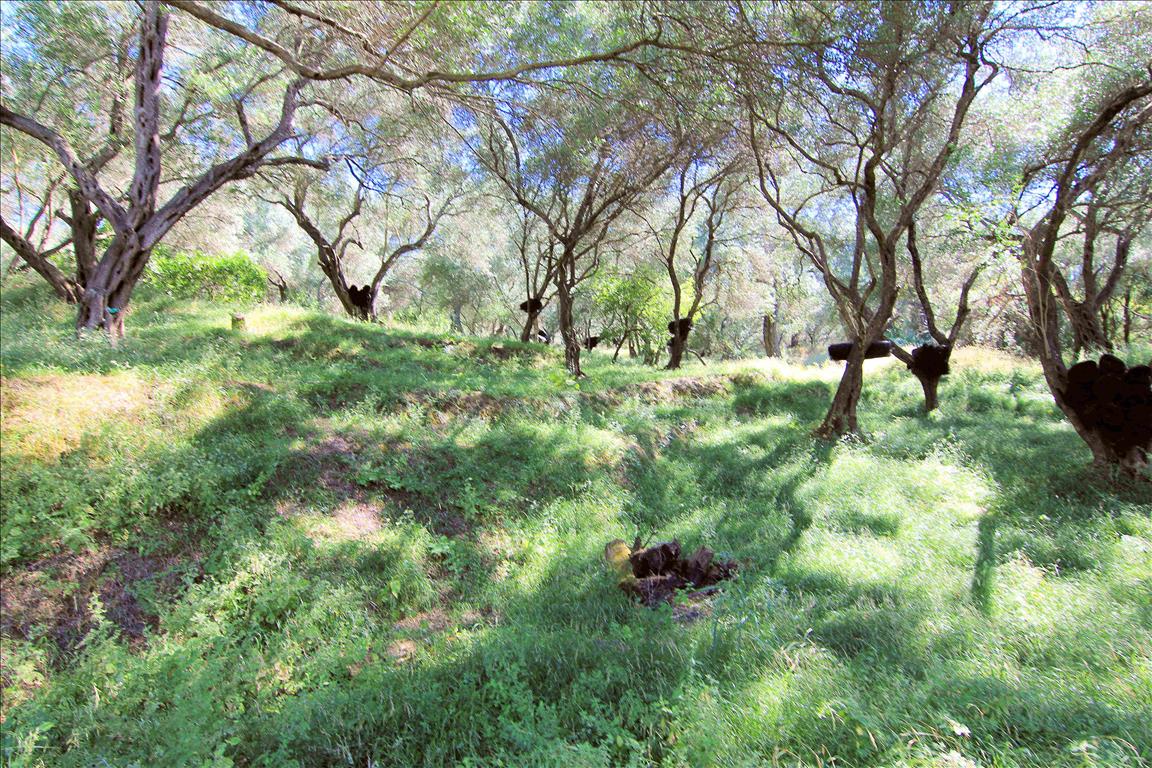 Земля на Корфу, Греция, 10 000 м² - фото 6