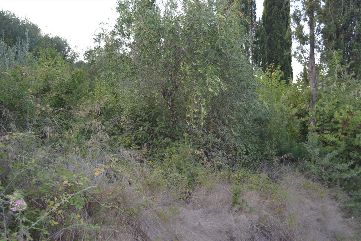 Земля на Корфу, Греция, 5 800 м² - фото 6