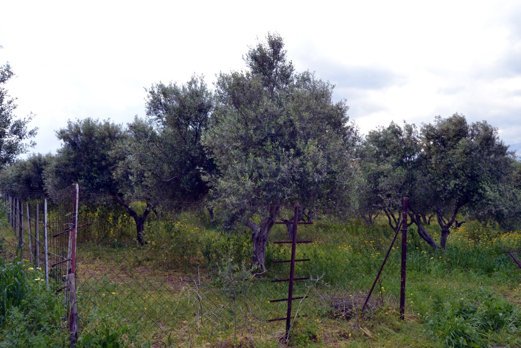 Земля в Ираклионе, Греция, 4 500 м² - фото 6