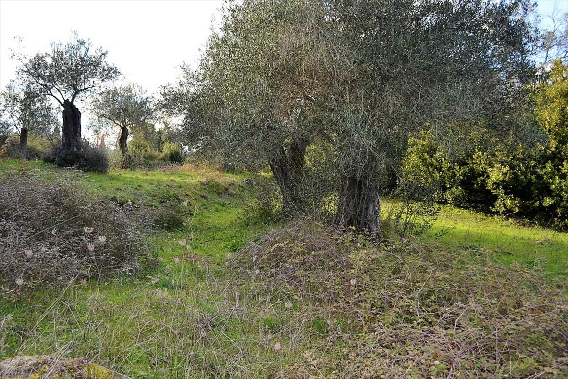 Земля на Корфу, Греция, 20 000 м² - фото 6