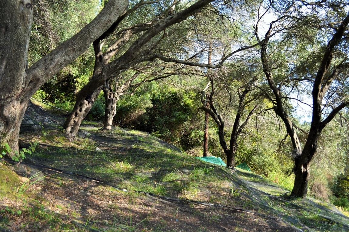 Земля на Корфу, Греция, 14 530 м² - фото 6