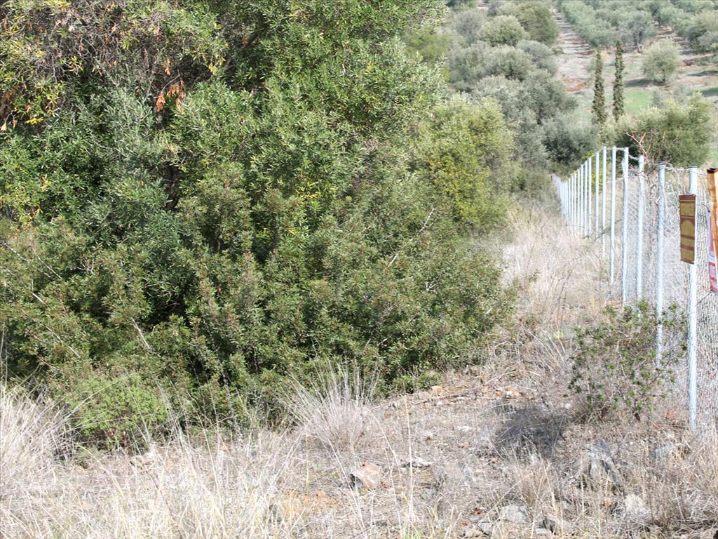 Земля в Ситонии, Греция, 13 244 м² - фото 6