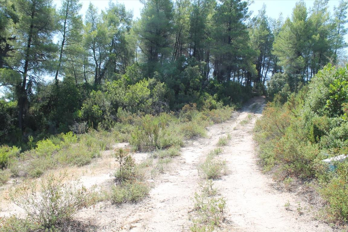 Земля на Кассандре, Греция, 13 000 м² - фото 7