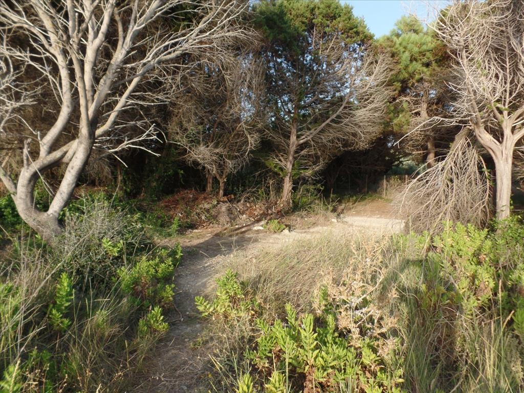 Земля на Корфу, Греция, 6 409 м² - фото 7