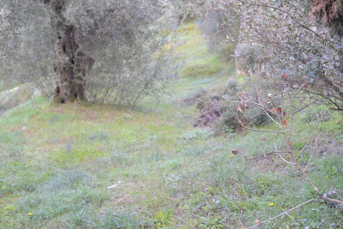 Земля на Корфу, Греция, 5 500 м² - фото 7