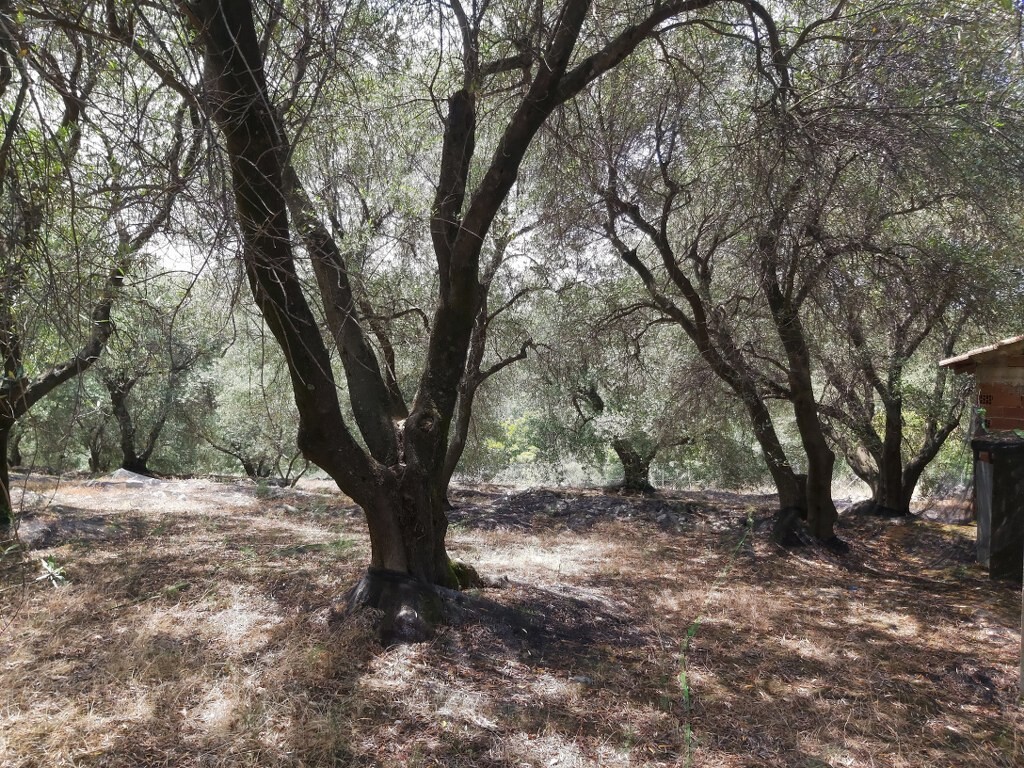 Земля на Корфу, Греция, 7 200 м² - фото 7