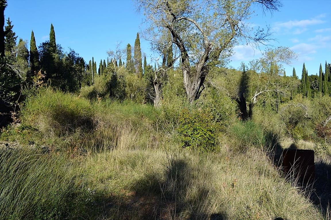 Земля на Корфу, Греция, 8 000 м² - фото 7