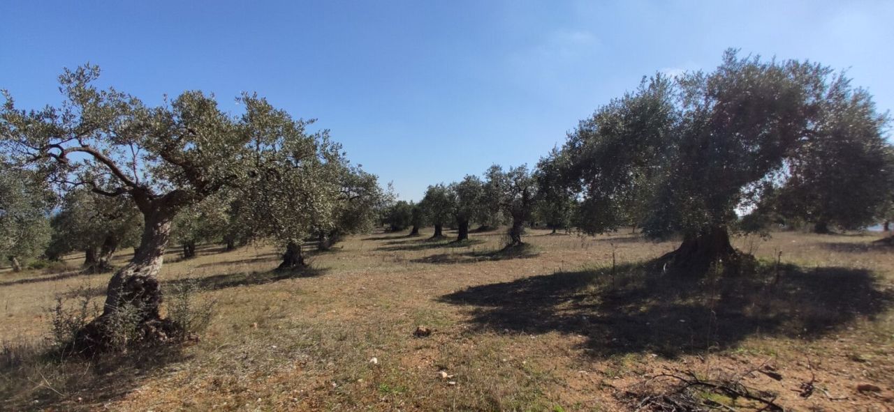 Земля в Ситонии, Греция, 9 000 м² - фото 7