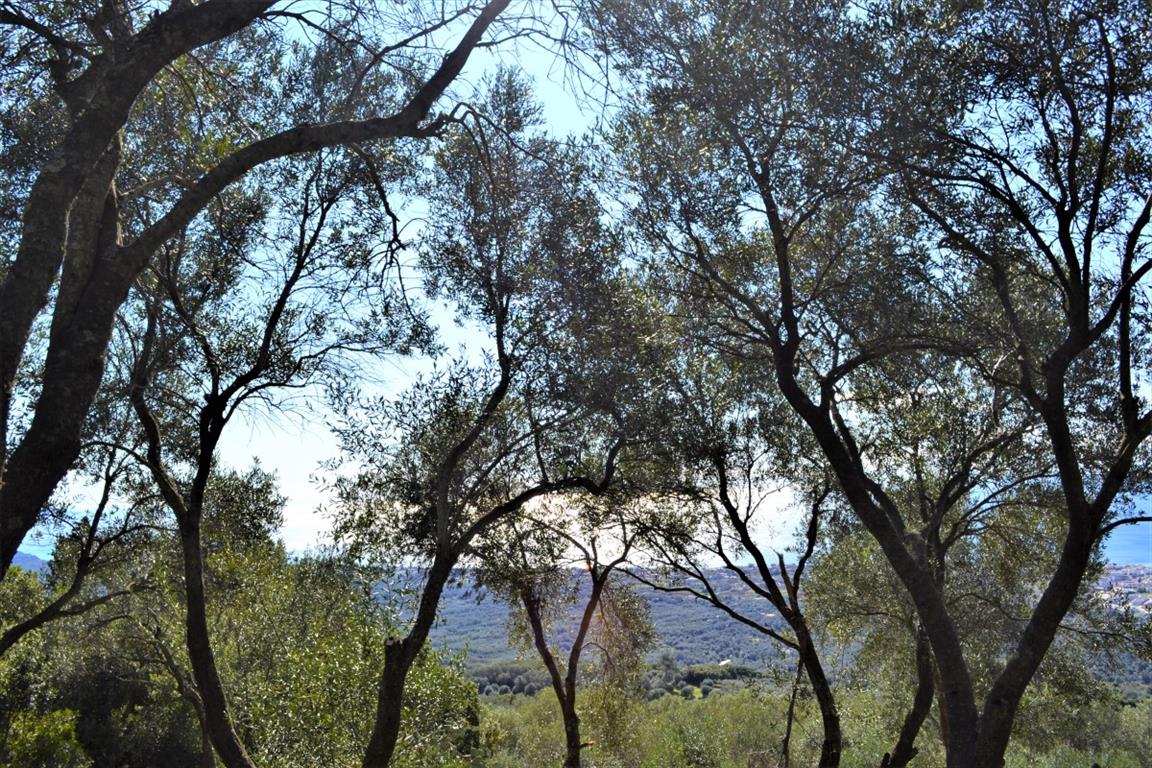 Земля на Корфу, Греция, 70 000 м² - фото 7