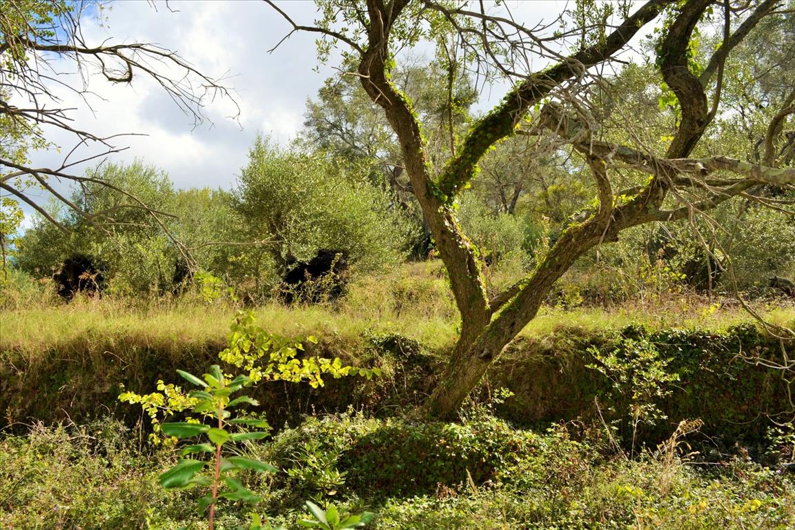 Земля на Корфу, Греция, 4 673 м² - фото 7