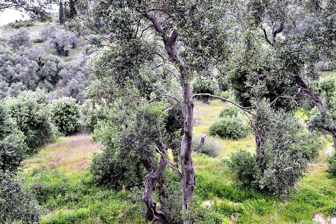 Земля на Корфу, Греция, 5 000 м² - фото 7