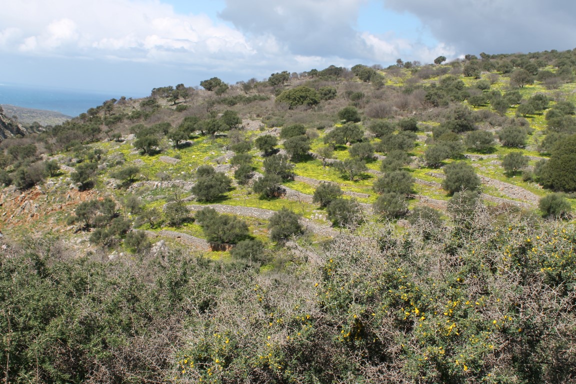 Земля в Ираклионе, Греция, 10 800 м² - фото 7